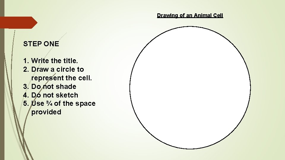Drawing of an Animal Cell STEP ONE 1. Write the title. 2. Draw a