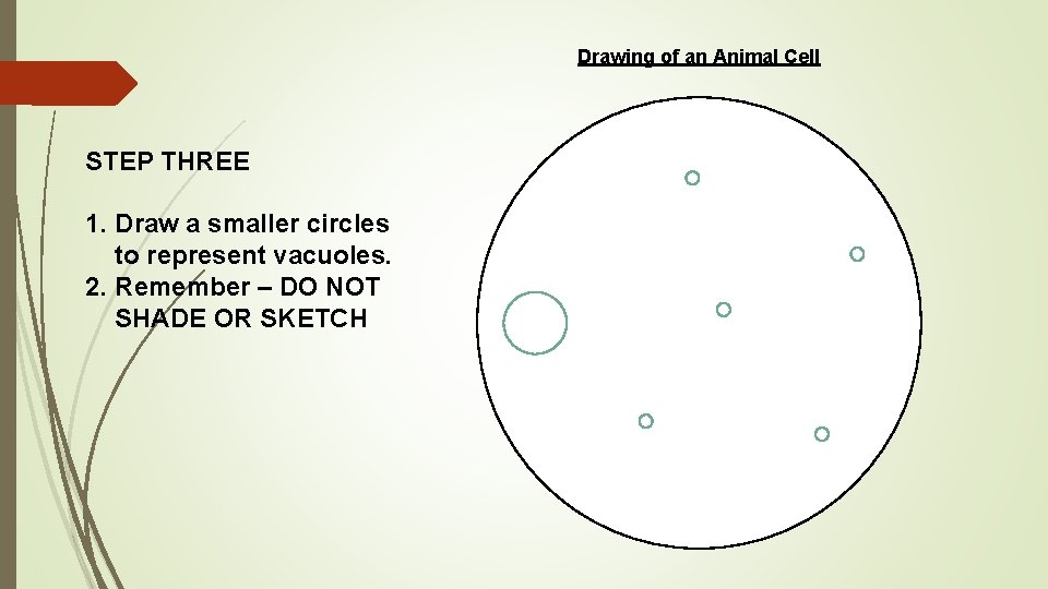 Drawing of an Animal Cell STEP THREE 1. Draw a smaller circles to represent