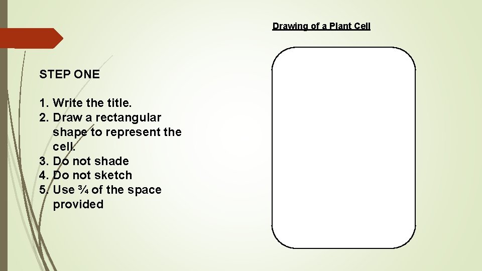 Drawing of a Plant Cell STEP ONE 1. Write the title. 2. Draw a