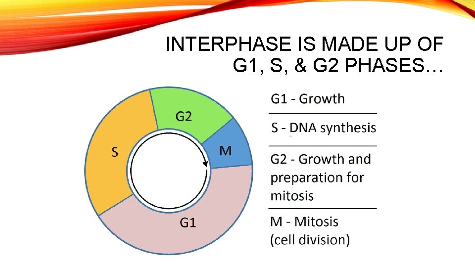 INTERPHASE IS MADE UP OF G 1, S, & G 2 PHASES… 