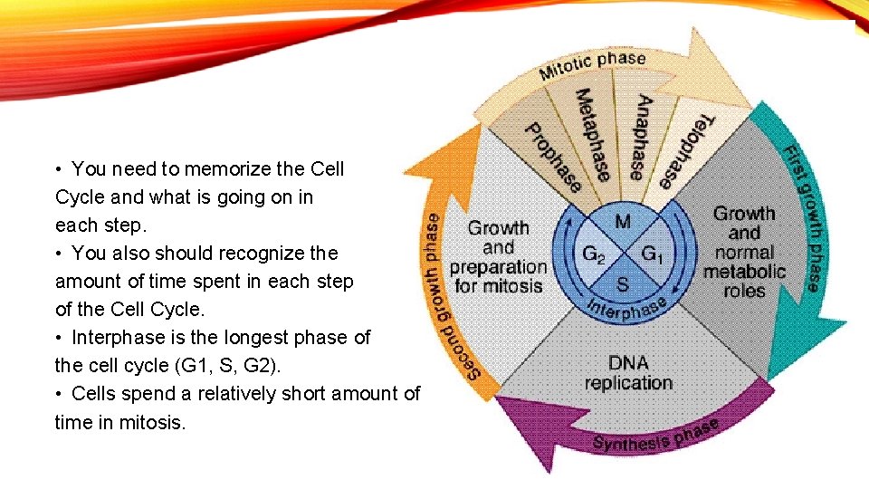  • You need to memorize the Cell Cycle and what is going on
