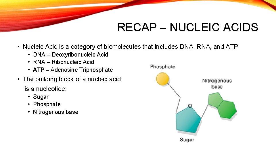 RECAP – NUCLEIC ACIDS • Nucleic Acid is a category of biomolecules that includes