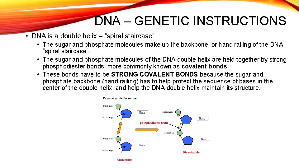DNA – GENETIC INSTRUCTIONS • DNA is a double helix – “spiral staircase” •
