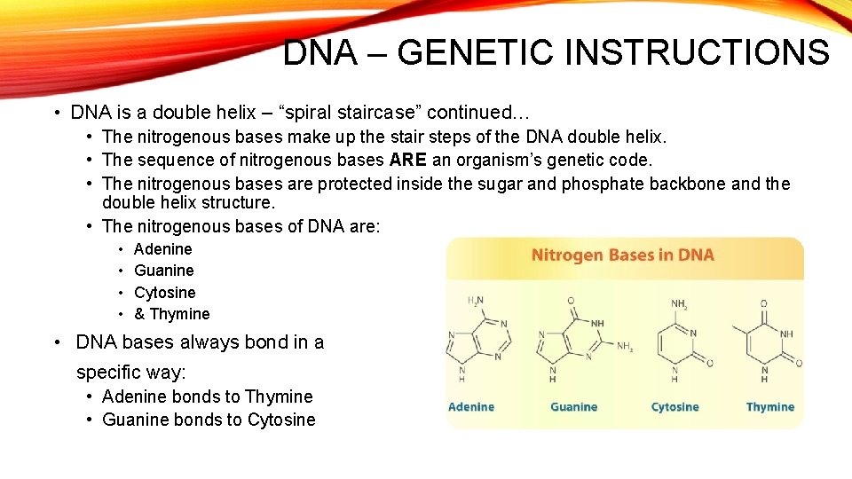 DNA – GENETIC INSTRUCTIONS • DNA is a double helix – “spiral staircase” continued…