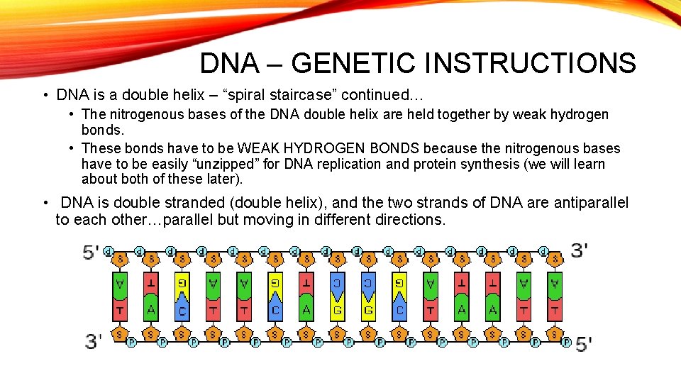 DNA – GENETIC INSTRUCTIONS • DNA is a double helix – “spiral staircase” continued…