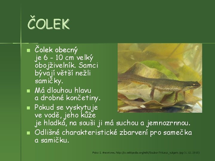 ČOLEK Čolek obecný je 6 - 10 cm velký obojživelník. Samci bývají větší nežli