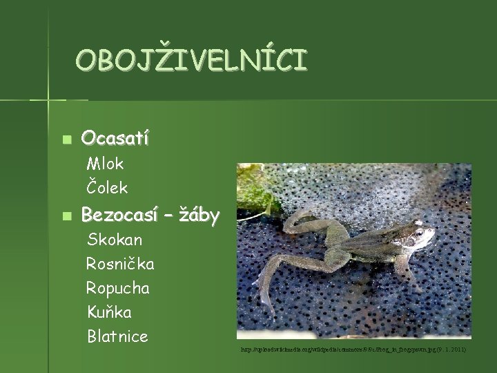 OBOJŽIVELNÍCI Ocasatí Mlok Čolek Bezocasí – žáby Skokan Rosnička Ropucha Kuňka Blatnice http: //upload.