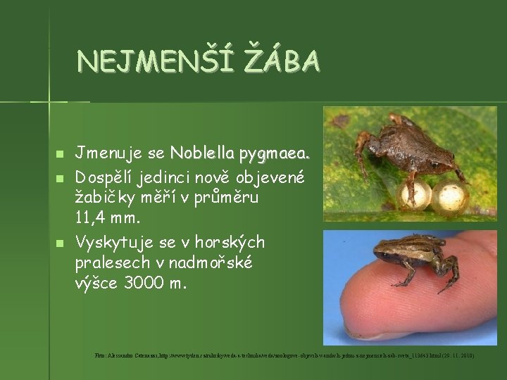 NEJMENŠÍ ŽÁBA Jmenuje se Noblella pygmaea. Dospělí jedinci nově objevené žabičky měří v průměru