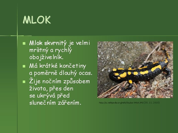 MLOK Mlok skvrnitý je velmi mrštný a rychlý obojživelník. Má krátké končetiny a poměrně