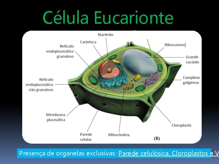 Célula Eucarionte Vegetal Presença de organelas exclusivas: Parede celulósica, Cloroplastos e V 