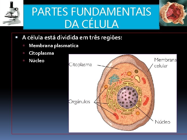 PARTES FUNDAMENTAIS DA CÉLULA A célula está dividida em três regiões: Membrana plasmatica Citoplasma