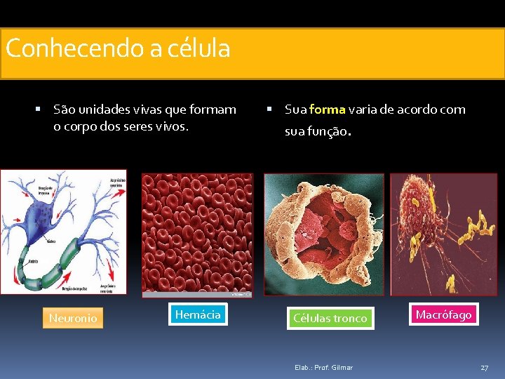 Conhecendo a célula São unidades vivas que formam o corpo dos seres vivos. Neuronio