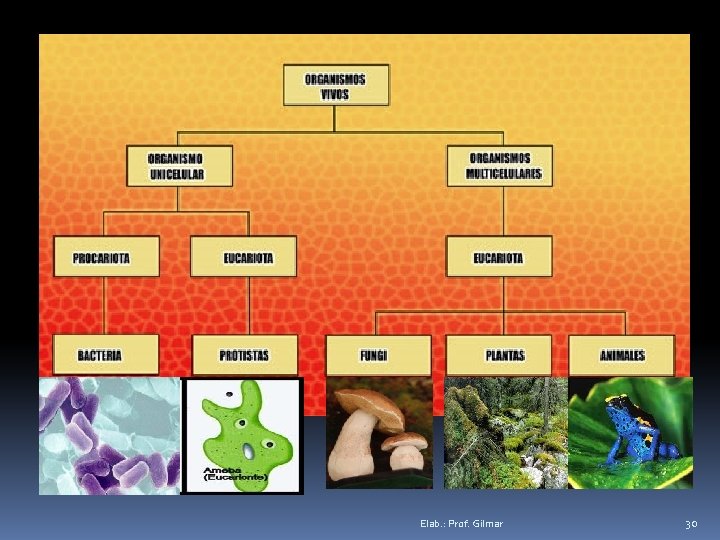 Elab. : Prof. Gilmar 30 