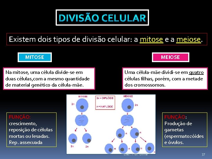 Existem dois tipos de divisão celular: a mitose e a meiose. MITOSE Na mitose,