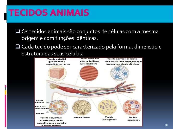 TECIDOS ANIMAIS q Os tecidos animais são conjuntos de células com a mesma origem