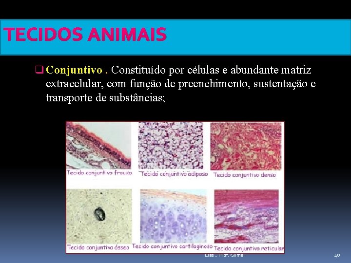 TECIDOS ANIMAIS q Conjuntivo. Constituído por células e abundante matriz extracelular, com função de