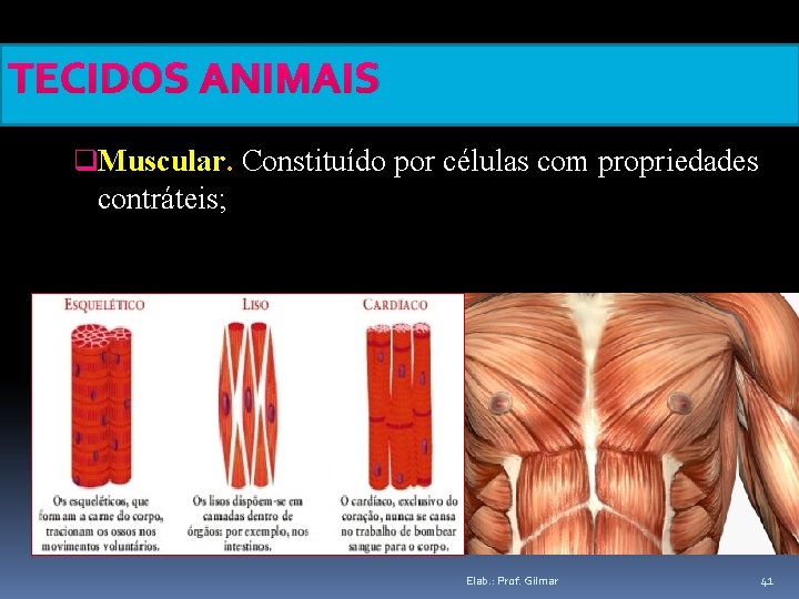 TECIDOS ANIMAIS q. Muscular. Constituído por células com propriedades contráteis; Elab. : Prof. Gilmar