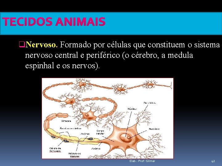 TECIDOS ANIMAIS q. Nervoso. Formado por células que constituem o sistema nervoso central e
