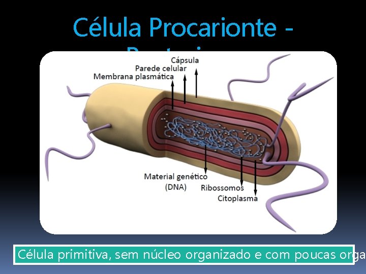 Célula Procarionte Bacteriana Célula primitiva, sem núcleo organizado e com poucas orga 