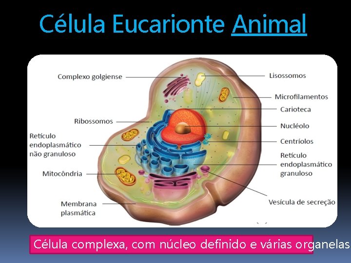 Célula Eucarionte Animal Célula complexa, com núcleo definido e várias organelas 