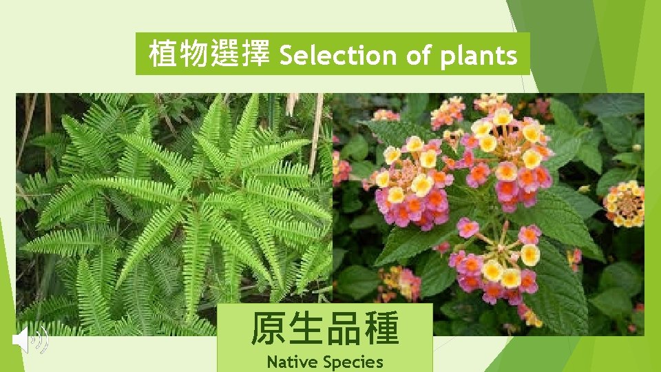 植物選擇 Selection of plants 原生品種 Native Species 