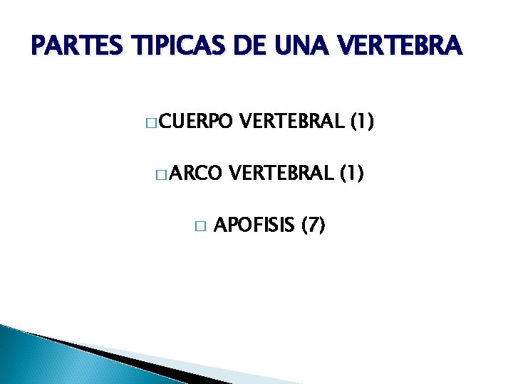 PARTES TIPICAS DE UNA VERTEBRA � CUERPO � ARCO � VERTEBRAL (1) APOFISIS (7)