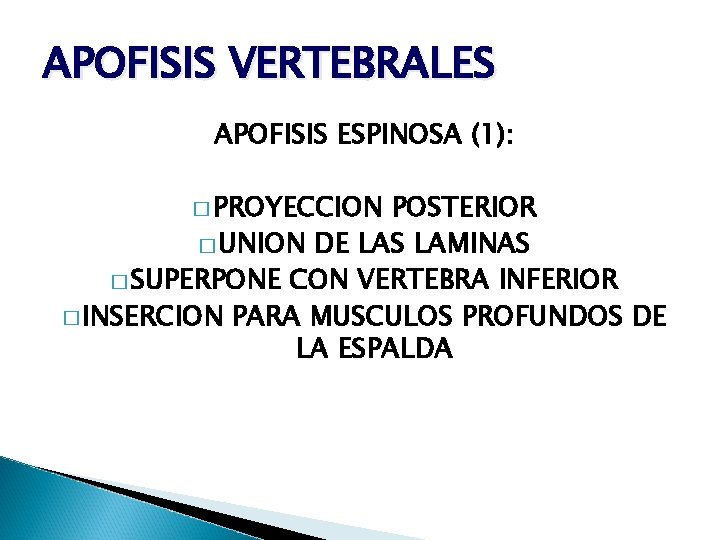 APOFISIS VERTEBRALES APOFISIS ESPINOSA (1): � PROYECCION POSTERIOR � UNION DE LAS LAMINAS �