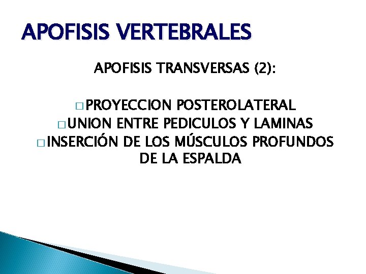 APOFISIS VERTEBRALES APOFISIS TRANSVERSAS (2): � PROYECCION POSTEROLATERAL � UNION ENTRE PEDICULOS Y LAMINAS