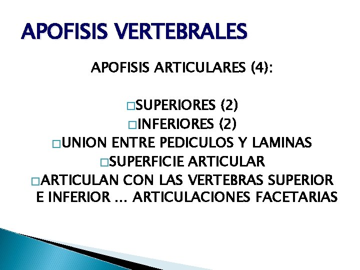 APOFISIS VERTEBRALES APOFISIS ARTICULARES (4): �SUPERIORES (2) �INFERIORES (2) �UNION ENTRE PEDICULOS Y LAMINAS