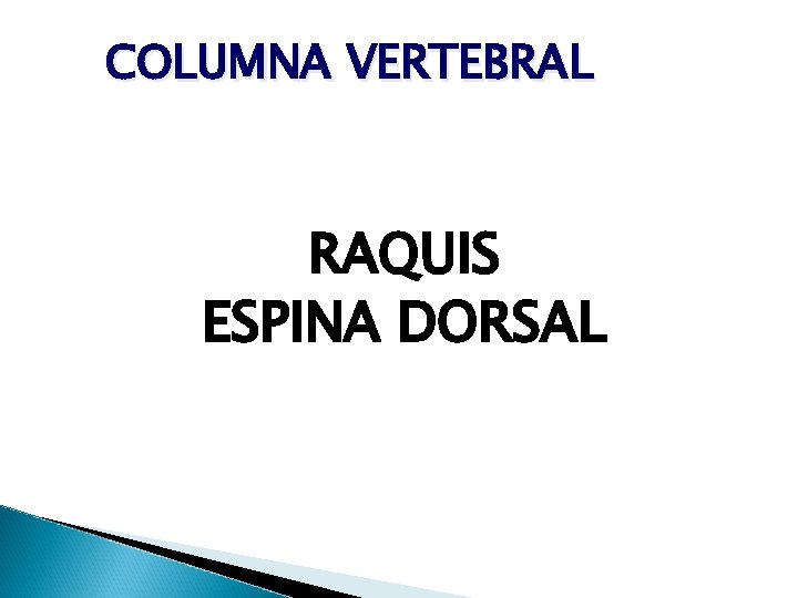 COLUMNA VERTEBRAL RAQUIS ESPINA DORSAL 