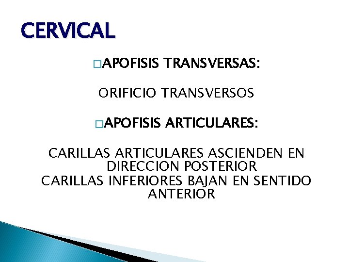CERVICAL �APOFISIS TRANSVERSAS: ORIFICIO TRANSVERSOS �APOFISIS ARTICULARES: CARILLAS ARTICULARES ASCIENDEN EN DIRECCION POSTERIOR CARILLAS