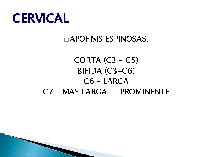 CERVICAL � APOFISIS ESPINOSAS: CORTA (C 3 – C 5) BIFIDA (C 3 -C