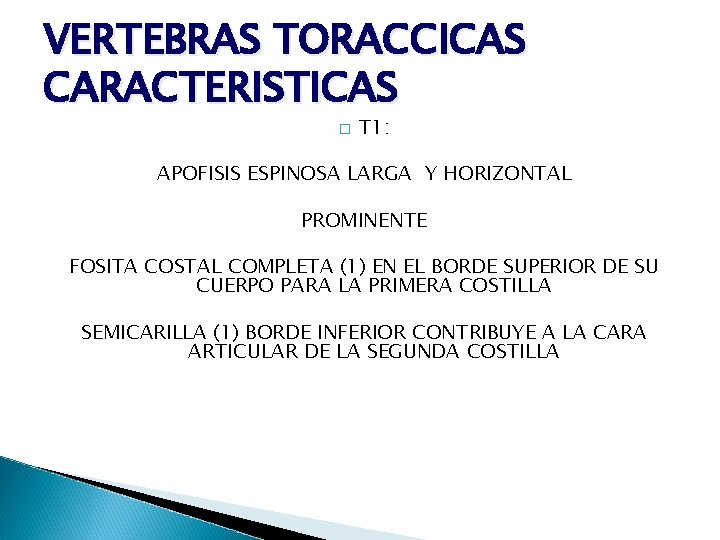 VERTEBRAS TORACCICAS CARACTERISTICAS � T 1: APOFISIS ESPINOSA LARGA Y HORIZONTAL PROMINENTE FOSITA COSTAL