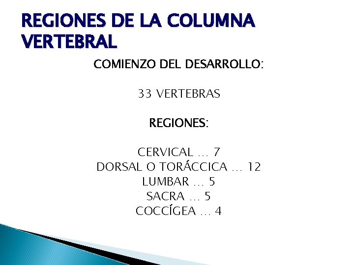 REGIONES DE LA COLUMNA VERTEBRAL COMIENZO DEL DESARROLLO: 33 VERTEBRAS REGIONES: CERVICAL … 7
