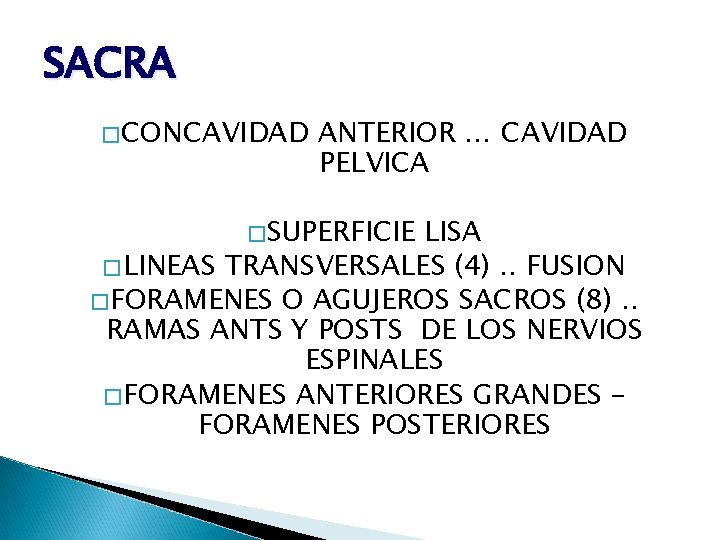 SACRA �CONCAVIDAD ANTERIOR … CAVIDAD PELVICA �SUPERFICIE LISA �LINEAS TRANSVERSALES (4). . FUSION �FORAMENES