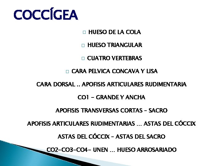 COCCÍGEA � � HUESO DE LA COLA � HUESO TRIANGULAR � CUATRO VERTEBRAS CARA