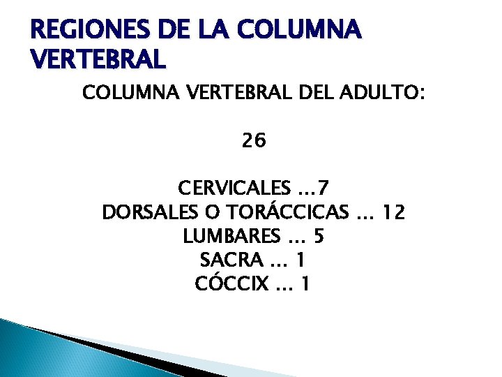 REGIONES DE LA COLUMNA VERTEBRAL DEL ADULTO: 26 CERVICALES … 7 DORSALES O TORÁCCICAS