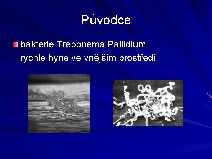 Původce bakterie Treponema Pallidium rychle hyne ve vnějším prostředí 