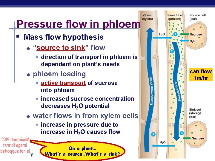 Pressure flow in phloem § Mass flow hypothesis u “source to sink” flow §