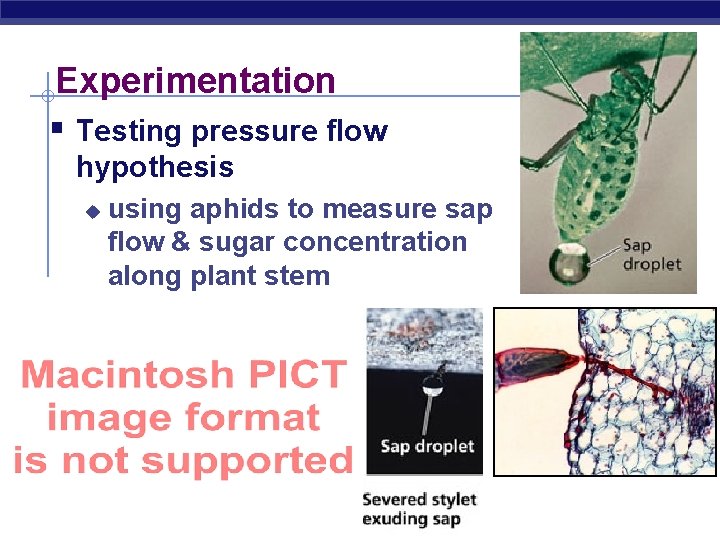 Experimentation § Testing pressure flow hypothesis u using aphids to measure sap flow &