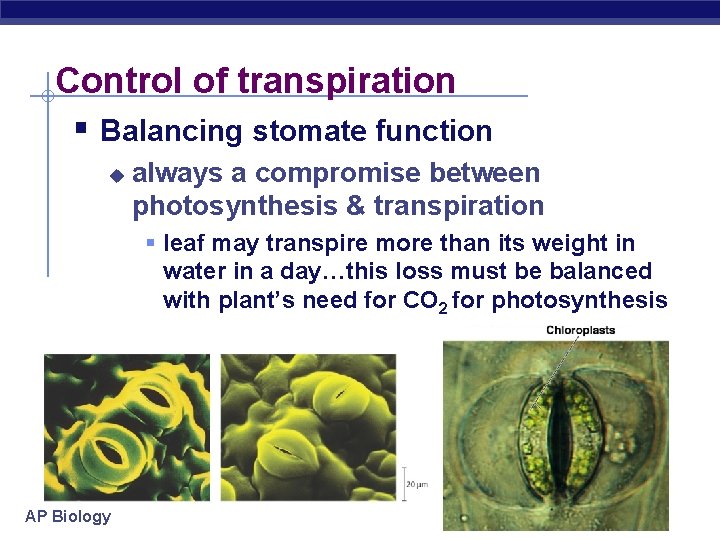 Control of transpiration § Balancing stomate function u always a compromise between photosynthesis &