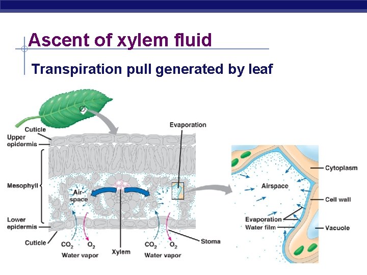 Ascent of xylem fluid Transpiration pull generated by leaf AP Biology 