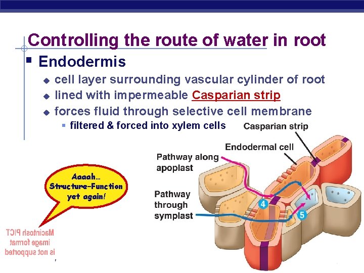 Controlling the route of water in root § Endodermis u u u cell layer