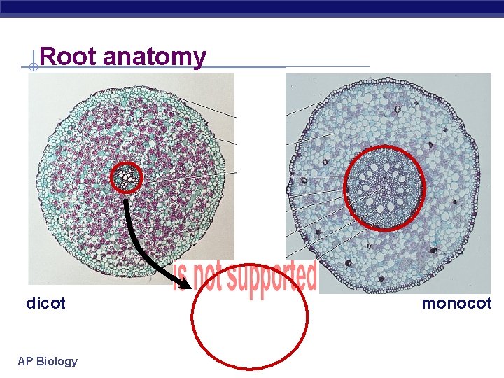 Root anatomy dicot AP Biology monocot 