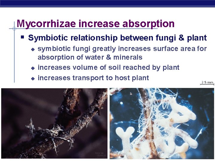 Mycorrhizae increase absorption § Symbiotic relationship between fungi & plant u u u AP