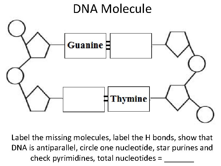 DNA Molecule Label the missing molecules, label the H bonds, show that DNA is