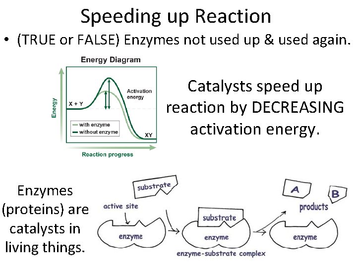 Speeding up Reaction • (TRUE or FALSE) Enzymes not used up & used again.