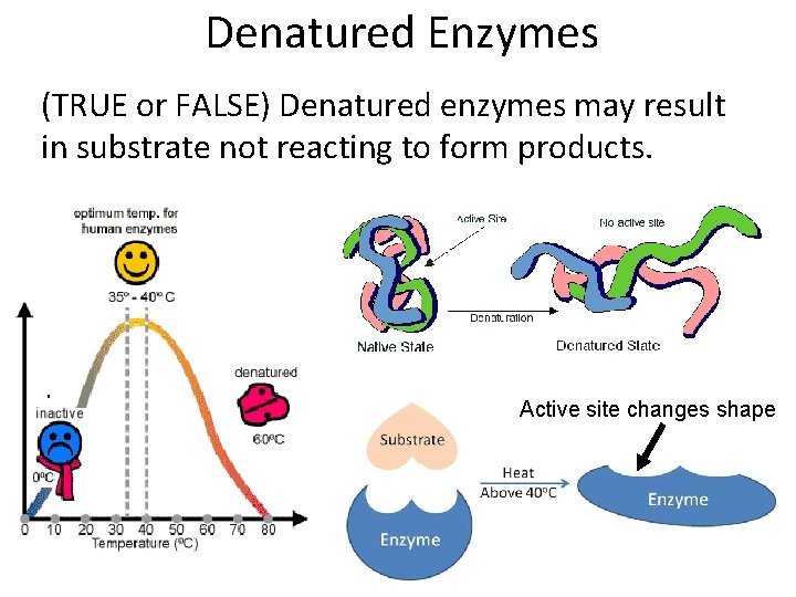 Denatured Enzymes (TRUE or FALSE) Denatured enzymes may result in substrate not reacting to