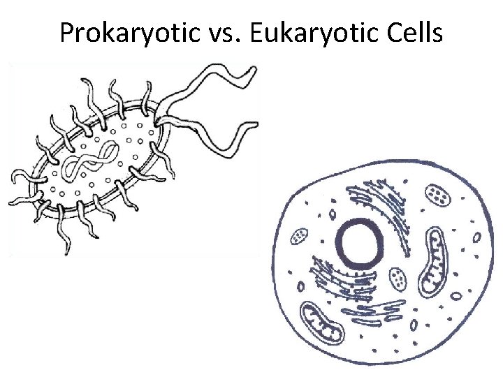 Prokaryotic vs. Eukaryotic Cells 