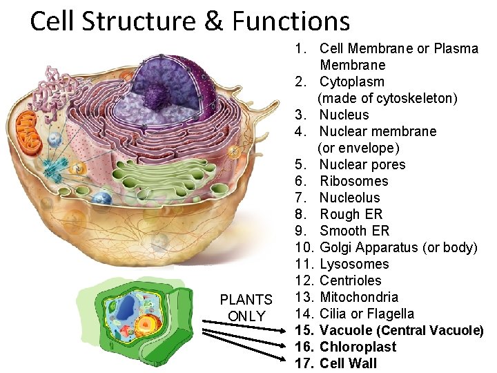 Cell Structure & Functions PLANTS ONLY 1. Cell Membrane or Plasma Membrane 2. Cytoplasm